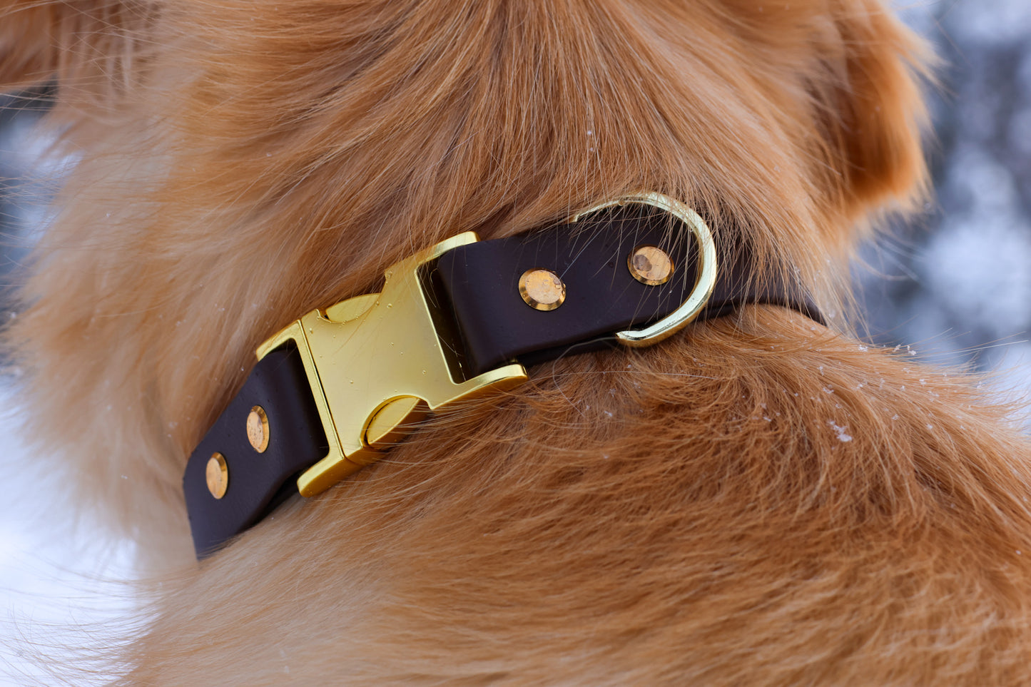 Original Collar