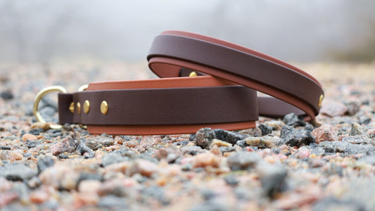 HUNDHALSBANDSGUIDE: Vilket hundhalsband ska jag välja?