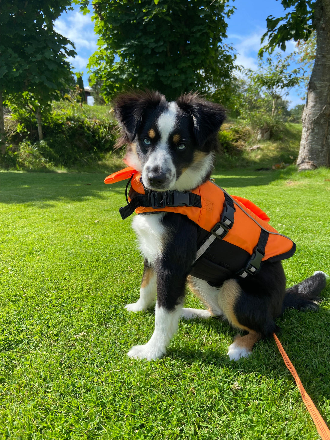Är din hunds utrustning redo för sommaren?