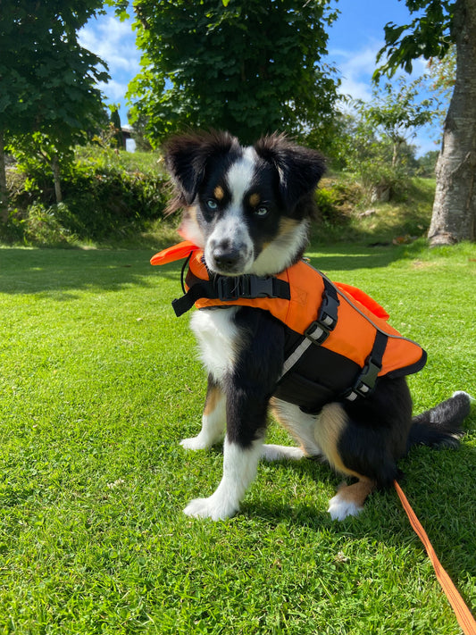 Är din hunds utrustning redo för sommaren?
