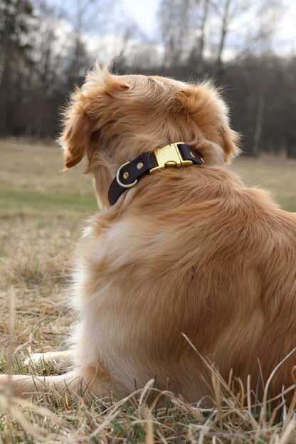 Original Collar